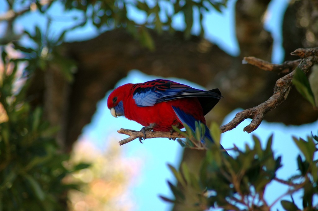 Crimson Rosella